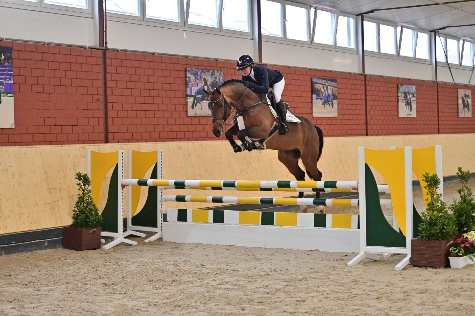 Especial For Fun Z Stallion